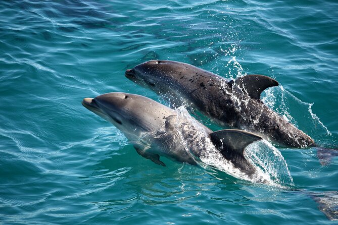 1.5hour Scenic and Wildlife luxury cruise - Meeting at Sorrento Pier