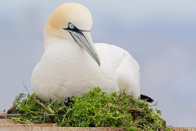 1.5hour Scenic and Wildlife luxury cruise - Seabirds and the Australasian gannet colony
