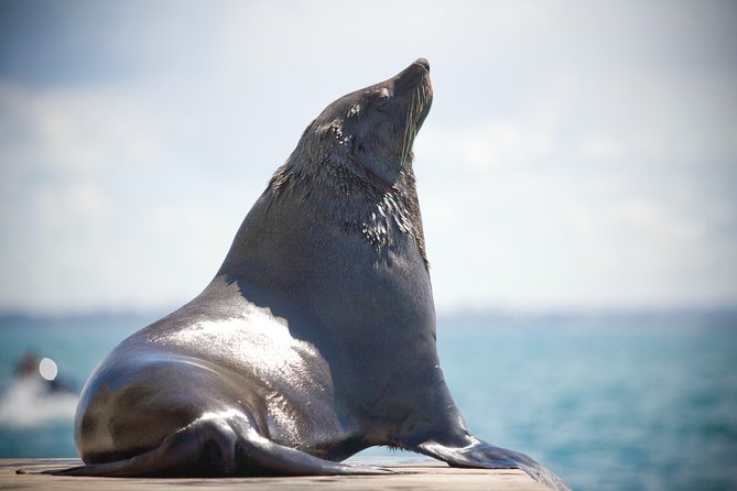1.5hour Scenic and Wildlife luxury cruise - The dolphin question