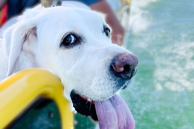 3 Hour Private Boat Charter on Lake Travis for up to 12 People - Lake Travis views from the water