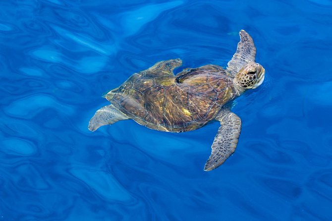 3 Hours All Inclusive Whale and Dolphin Whatching Yacht Trip - Homemade tapas and drinks on board