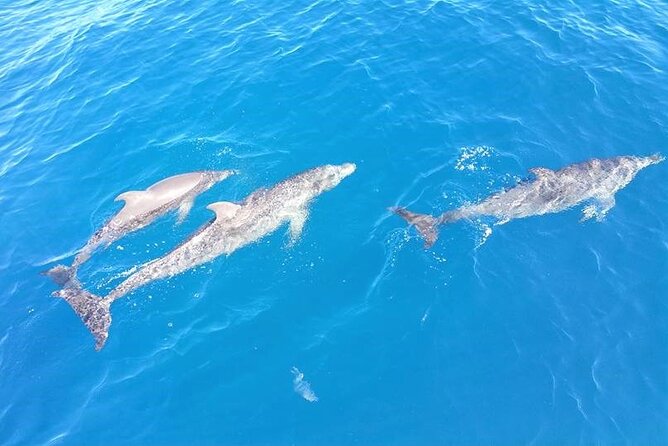 4-Hour Fort Lauderdale Sailing Charter - Second stretch: Port Everglades and the working waterfront