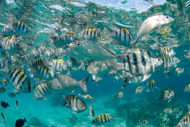 4 hour Private Boat charter to Stingray City, Snorkeling and More - Who will enjoy this charter most?