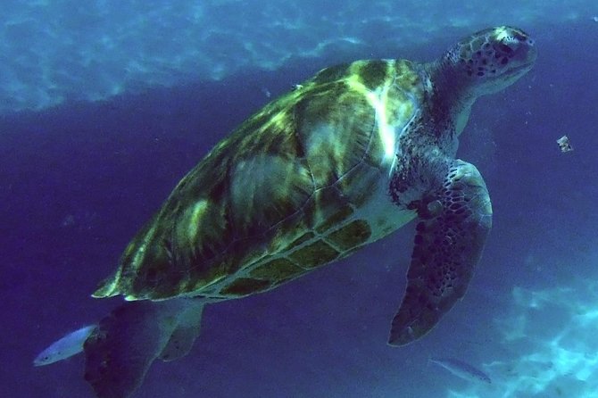 Afternoon Luxury Catamaran Sailing and Charter Cruise from Bridgetown - First snorkel stop: turtles in Carlyle Bay