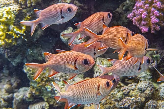 All-Inclusive Red Sea Adventure – Luxury Boat Trip from Hurghada - Seafood lunch and soft drinks all day