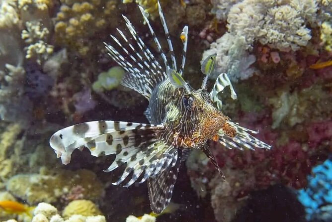 All-Inclusive Red Sea Adventure – Luxury Boat Trip from Hurghada - A 10-minute massage and water sports