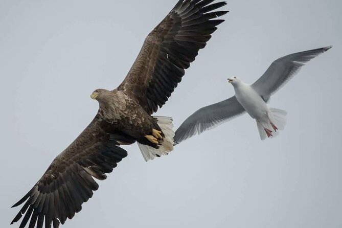Arctic Fjordcruise & Safari in Tromso with Luxury Catamaran - Who should book this Tromsø cruise?