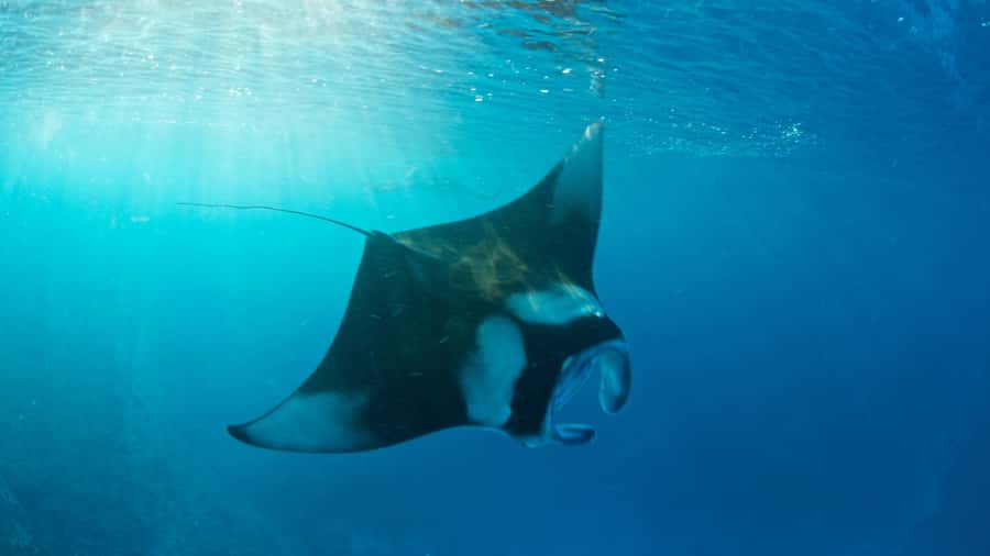 Bali: Private Yacht Snorkel at Manta Point & 2 Spots Penida - Starting at Serangan Harbor near Sanur