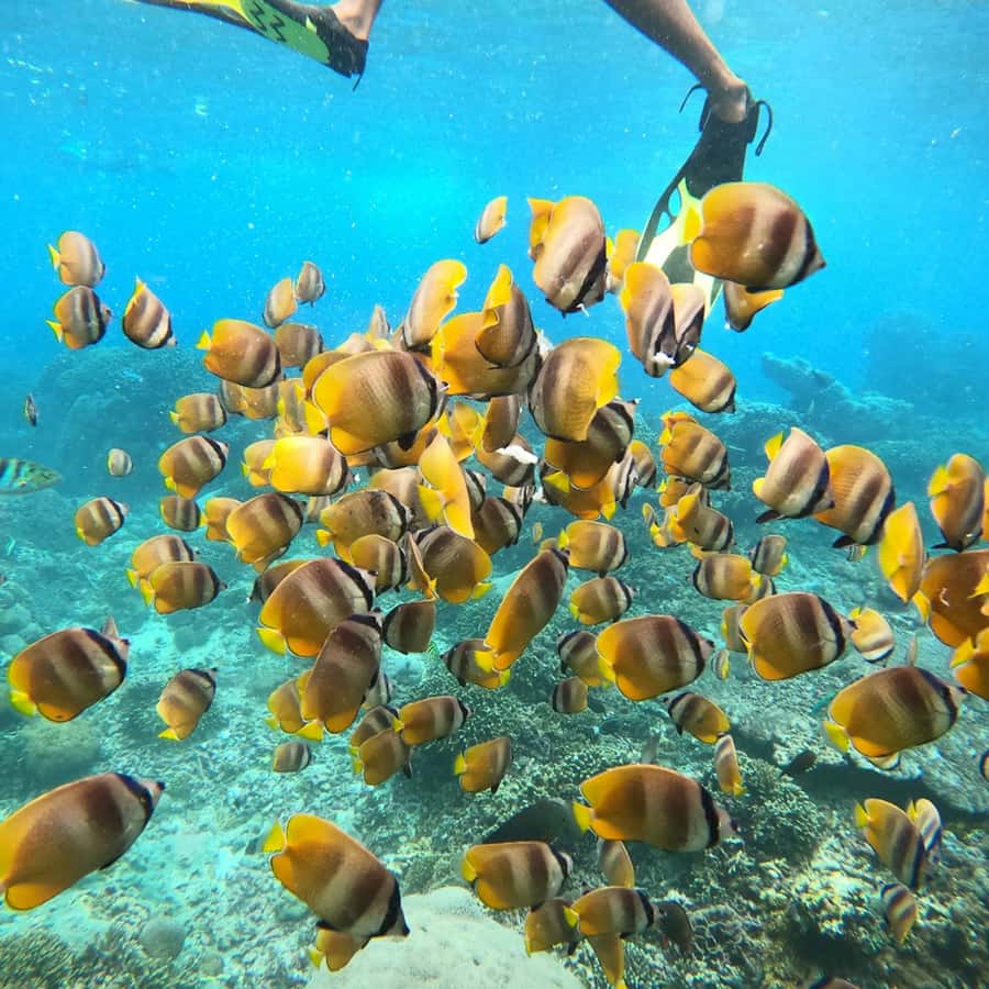 Bali: Private Yacht Snorkel at Manta Point & 2 Spots Penida - A six-hour schedule without a rushed finish