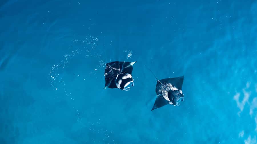 Bali: Private Yacht Snorkel at Manta Point & 2 Spots Penida - Who will get the most from this trip