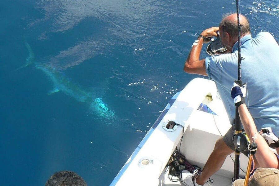 Barcelona: Privat fishing trip in a yacht - What You Fish For and When to Go