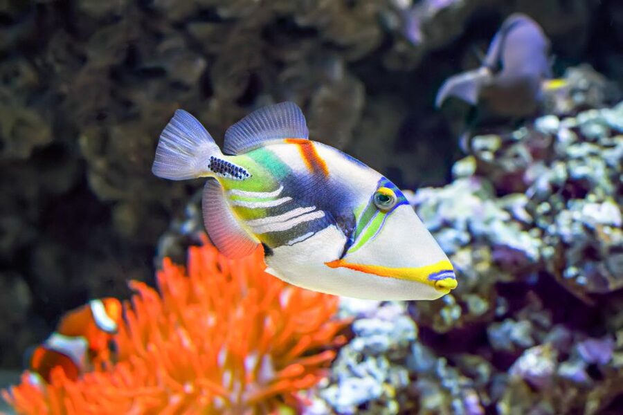 Big Island: Luxury Catamaran Trip along the Kona Coast - What the snorkeling time is really worth