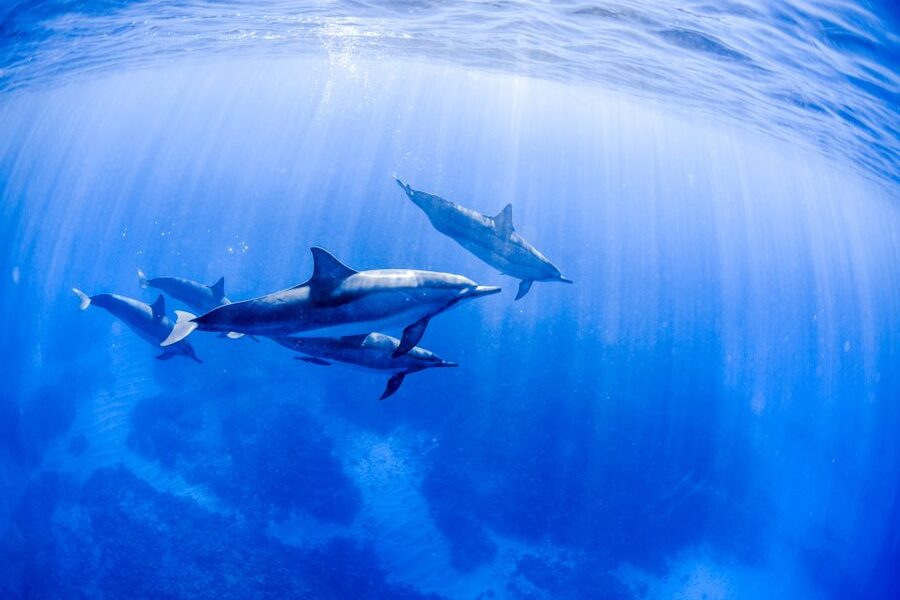 Big Island: Luxury Catamaran Trip along the Kona Coast - How the reviews shape my expectations