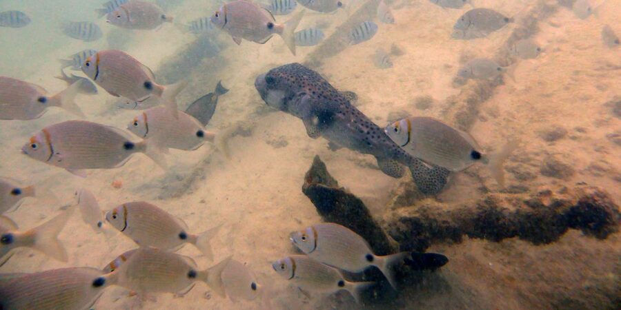 Boa Vista: Motoryacht Trip with Fishing, Snorkel, Beach BBQ - A beach BBQ with fish, chicken, and drinks