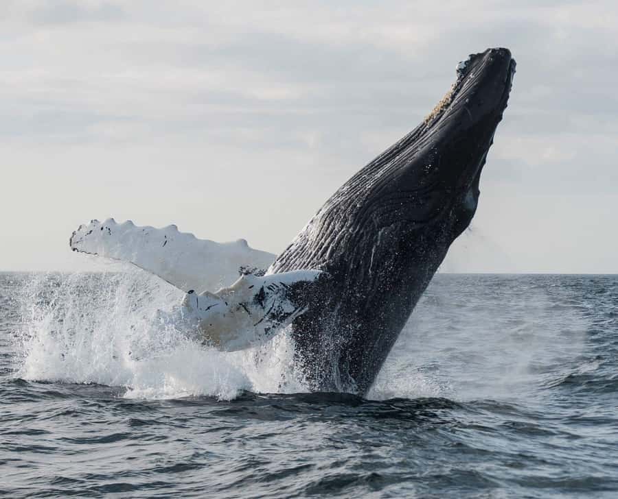 Boa Vista: Whale Watching Trip with Motoryacht - Key points to know before you book