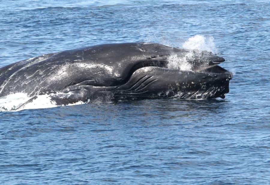 Boa Vista: Whale Watching Trip with Motoryacht - Why Boa Vista is a strong place to look for humpbacks