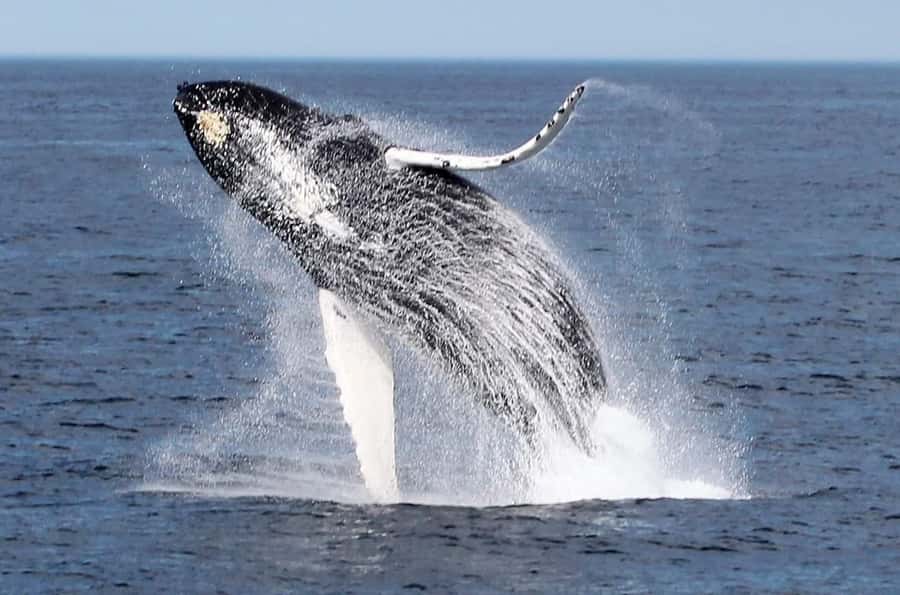 Boa Vista: Whale Watching Trip with Motoryacht - The briefing with a marine biologist