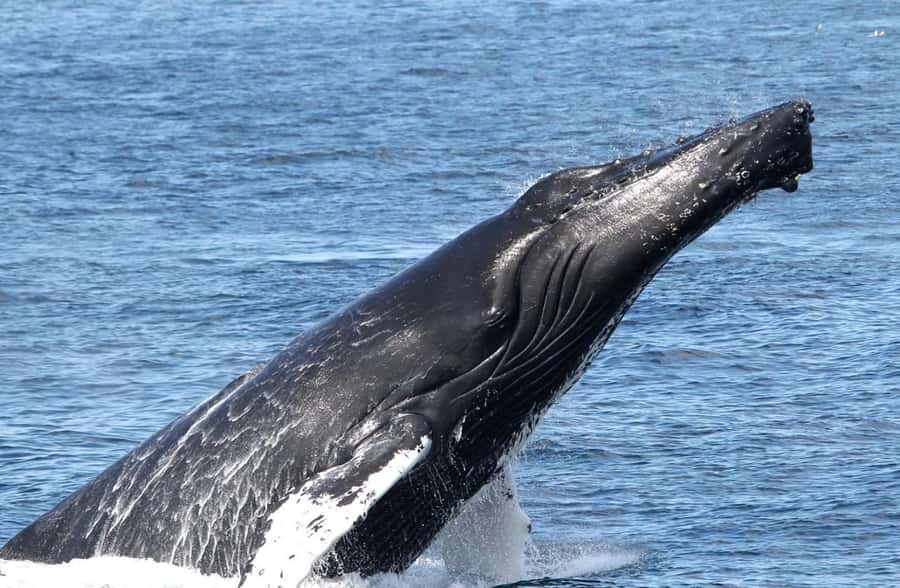 Boa Vista: Whale Watching Trip with Motoryacht - Three hours of patience on the Atlantic