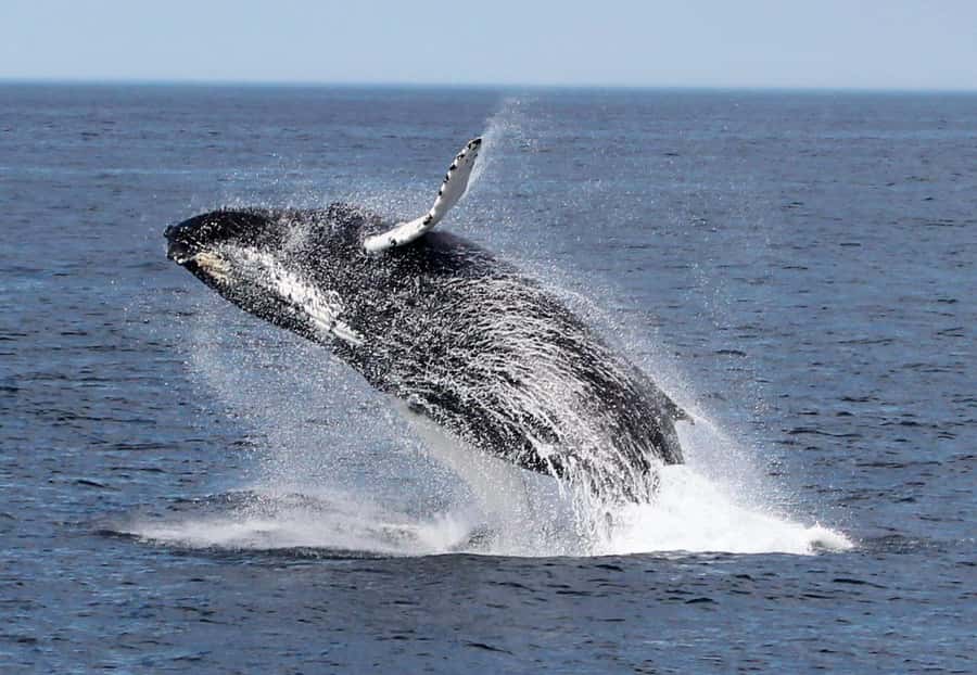 Boa Vista: Whale Watching Trip with Motoryacht - What the $94 price really covers