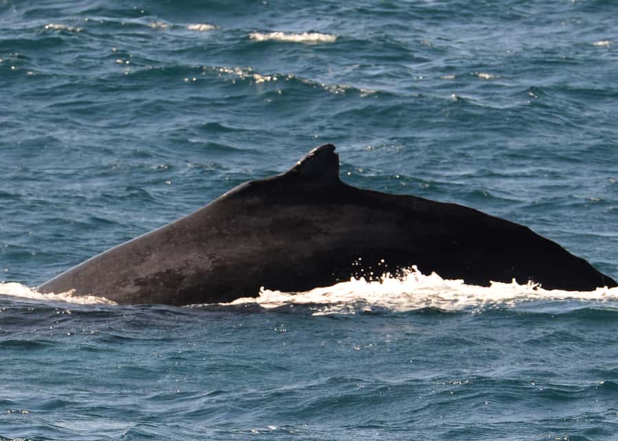 Boa Vista: Whale Watching Trip with Motoryacht - The real risk: no whale sighting