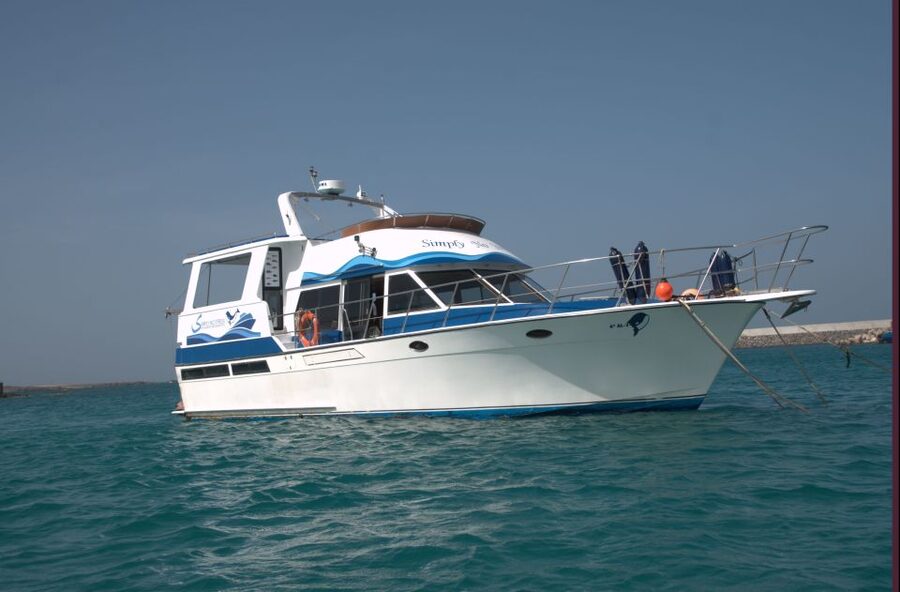 Boa Vista: Whale Watching Trip with Motoryacht - Comfort, safety, and who should skip it