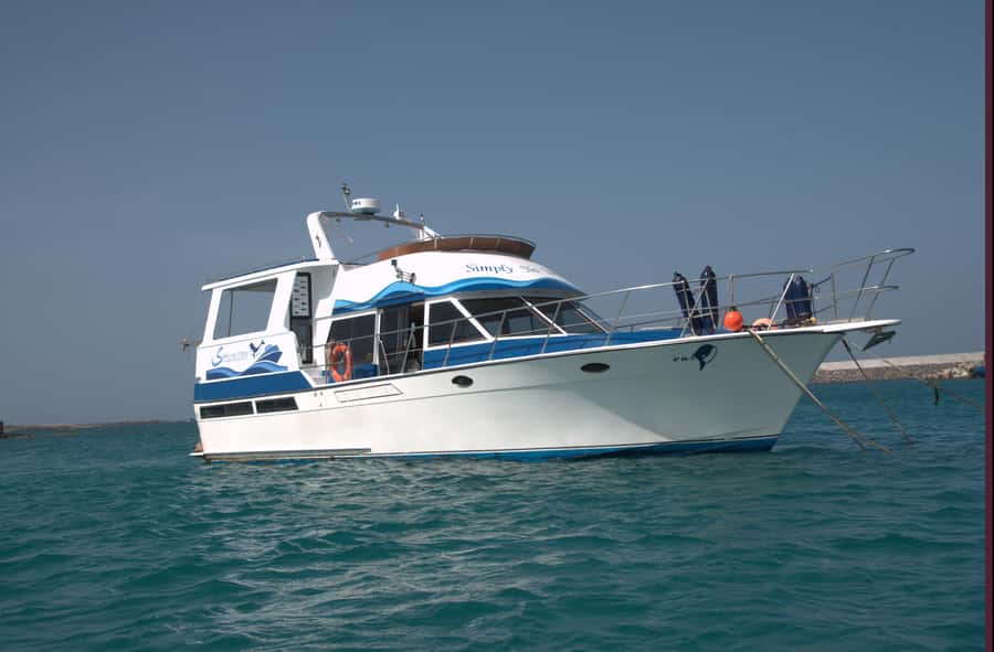 Boa Vista: Whale Watching Trip with Motoryacht - Morning or afternoon departure?