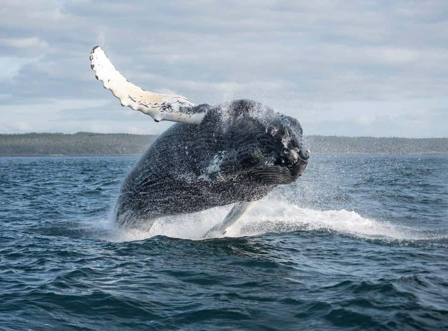 Boa Vista: Whale Watching Trip with Motoryacht - From your hotel gate to Sal Rei harbor