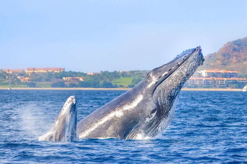 Cabo San Lucas: Luxury Catamaran Whale Watching Experience - Why this Cabo whale-watching cruise earns a place on your schedule