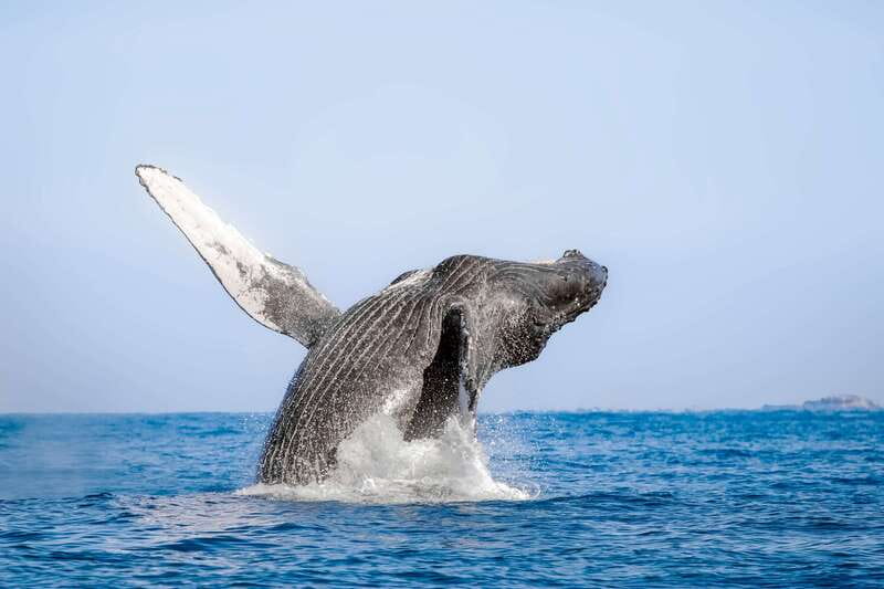 Cabo San Lucas: Luxury Catamaran Whale Watching Experience - Watching humpbacks from Cabo’s open water