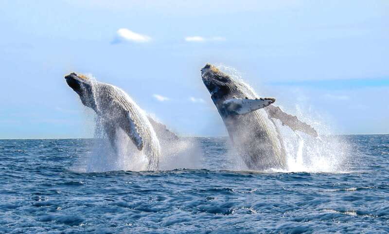 Cabo San Lucas: Luxury Catamaran Whale Watching Experience - A closer look at the 2.5-hour itinerary