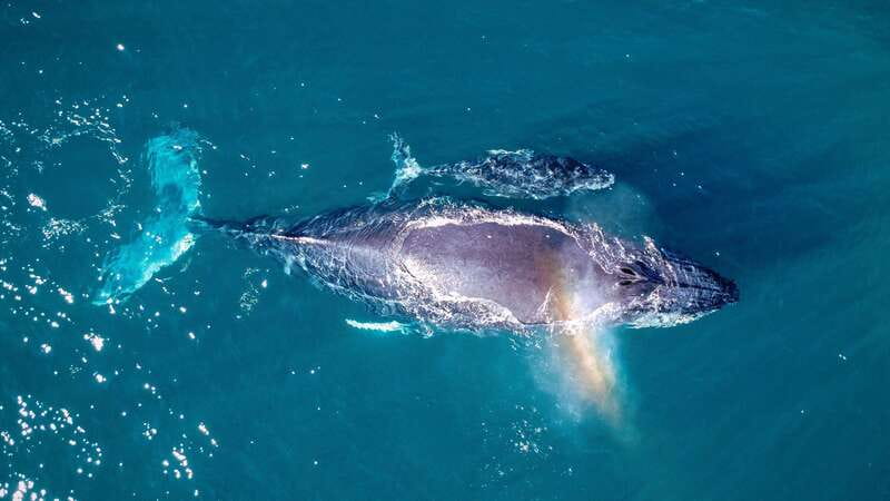 Cabo San Lucas: Luxury Catamaran Whale Watching Experience - The catamaran, seating, and comfort