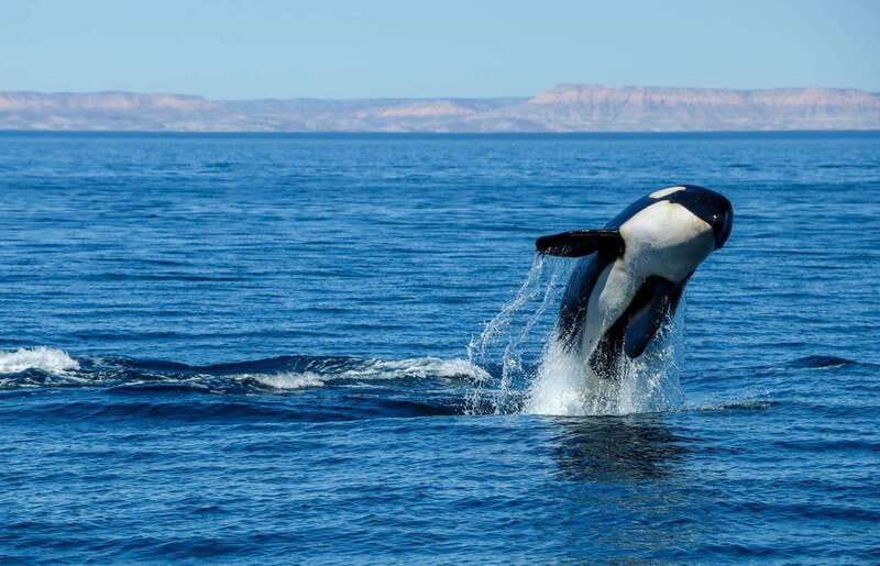 Cabo San Lucas: Luxury Catamaran Whale Watching Experience - Appetizers and the national open bar
