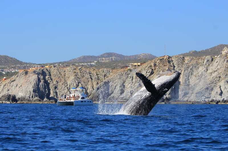 Cabo San Lucas: Luxury Catamaran Whale Watching Experience - Is the $129 price good value?