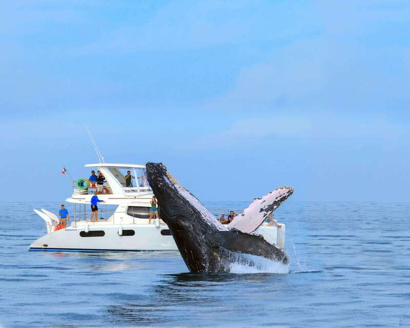 Cabo San Lucas: Luxury Catamaran Whale Watching Experience - Who will enjoy this whale cruise most?
