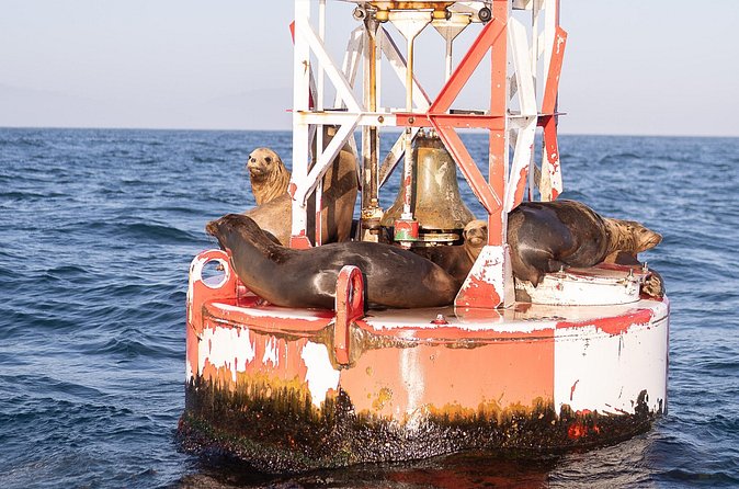 Coastal Cruise on Yacht in Santa Barbara - Wildlife is possible, not promised