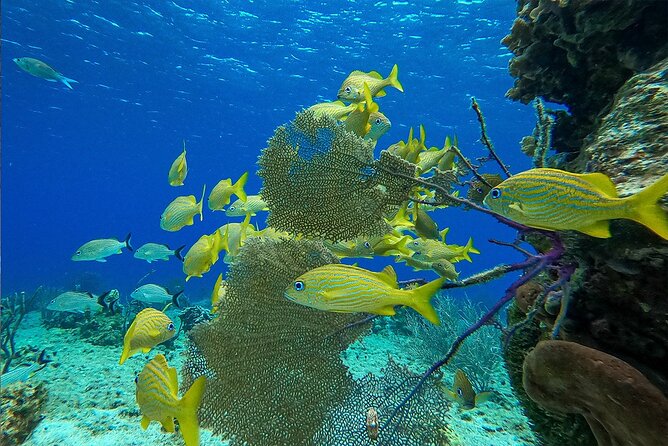 Cozumel Private Yacht and Snorkel with Lunch and Open Bar Onboard - The ferry fee changes the real price