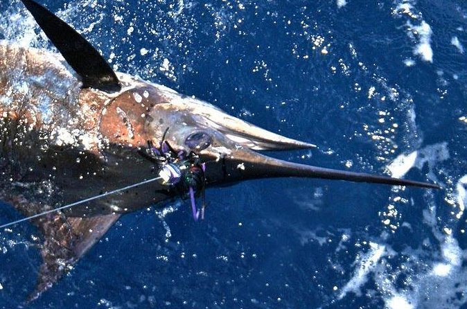 Deep Sea Fishing Private Boat Charter in San Juan - Rough seas and seasickness