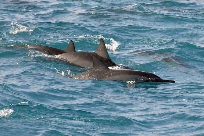 Deluxe Snorkel & Dolphin Watch Aboard a Luxury Catamaran from Kailua-Kona - A crew that takes safety seriously