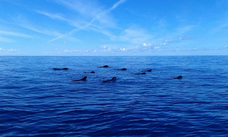 Discover whales in Tenerife: exclusive yacht tour with swim and lunch - The views beyond the wildlife