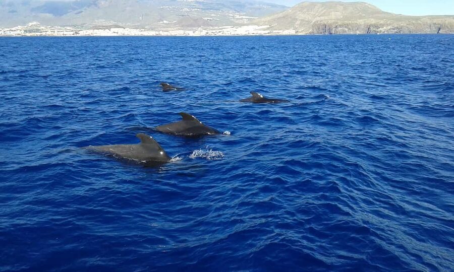 Discover whales in Tenerife: exclusive yacht tour with swim and lunch - Is $68 a fair price?