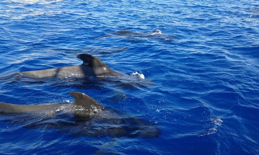 Discover whales in Tenerife: exclusive yacht tour with swim and lunch - Who should book this yacht tour?