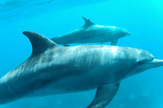 Dolphin House Royal sea Trip Luxury Boat With Transfer - Hurghada - What the $22 price really gets you