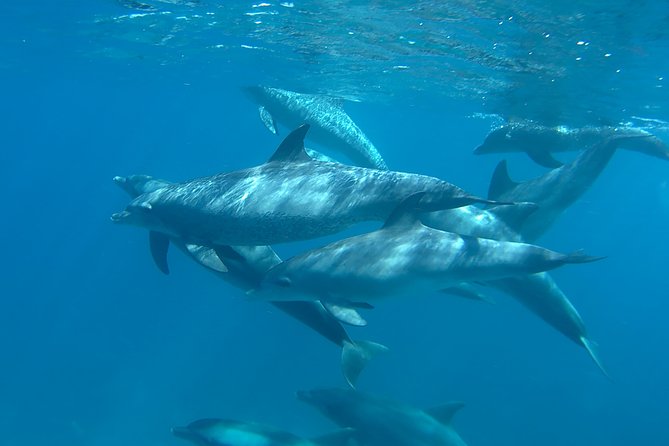 Dolphin House Royal sea Trip Luxury Boat With Transfer - Hurghada - Lunch, tea, coffee, and a day on deck