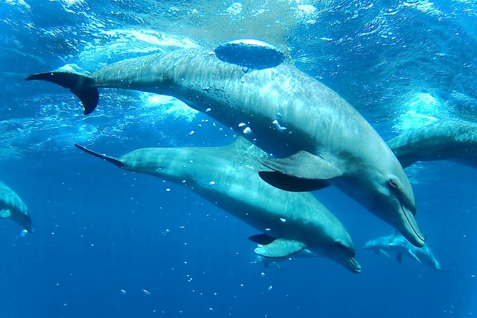 Dolphin House Royal sea Trip Luxury Boat With Transfer - Hurghada - The 20-minute Banana Boat and Quadra ride