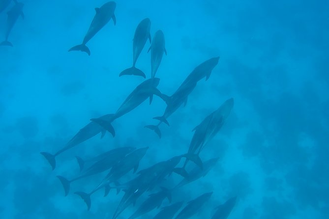 Dolphin House Royal sea Trip Luxury Boat With Transfer - Hurghada - Who will get the most from this day