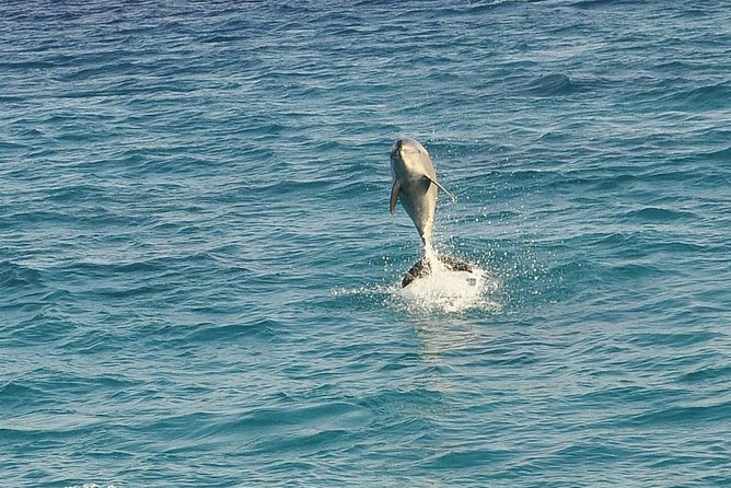 Dolphin House Royal sea Trip Luxury Boat With Transfer - Hurghada - Starting with hotel pickup in Hurghada
