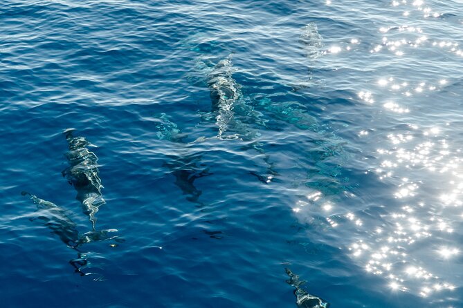 Exclusive Waikiki Yacht Snorkel with Lunch and Bevs - Snorkeling over tropical fish and turtles