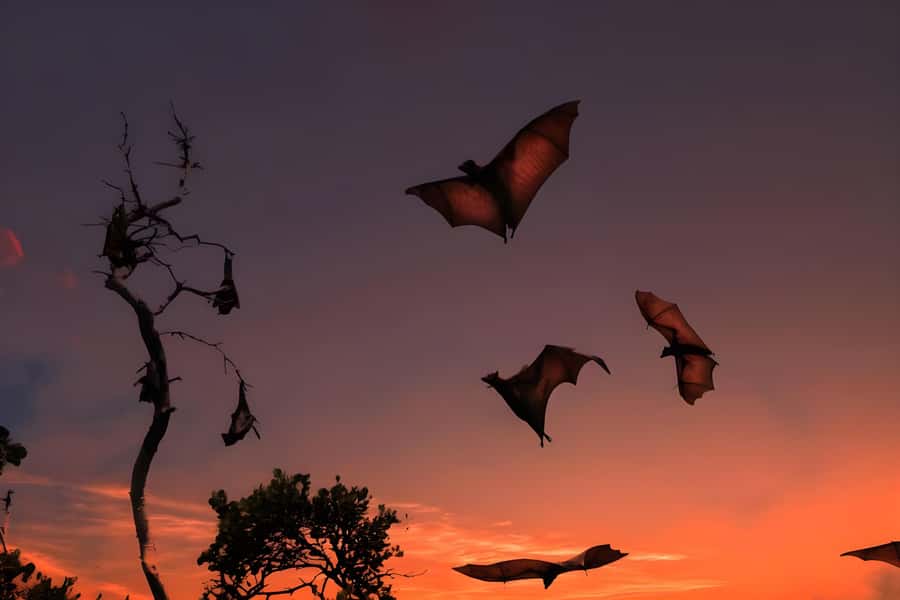 Flying Fox Sunset Cruise Private Boat Charter Labuan Bajo - Key points to know before you book