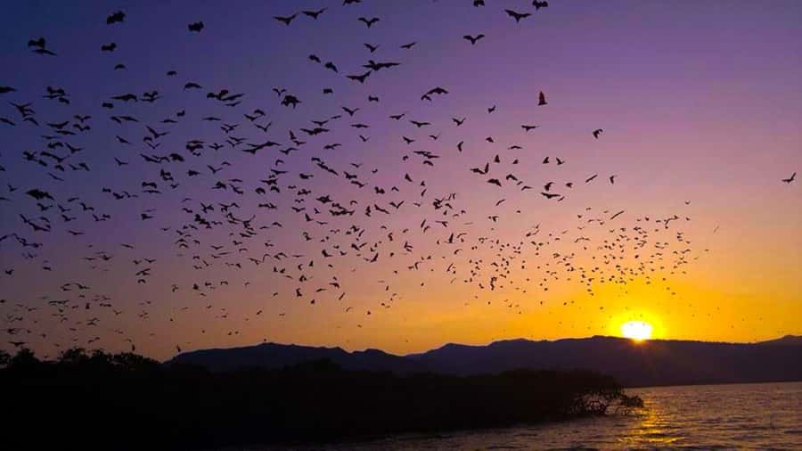 Flying Fox Sunset Cruise Private Boat Charter Labuan Bajo - Why the flying fox sunset is worth your evening