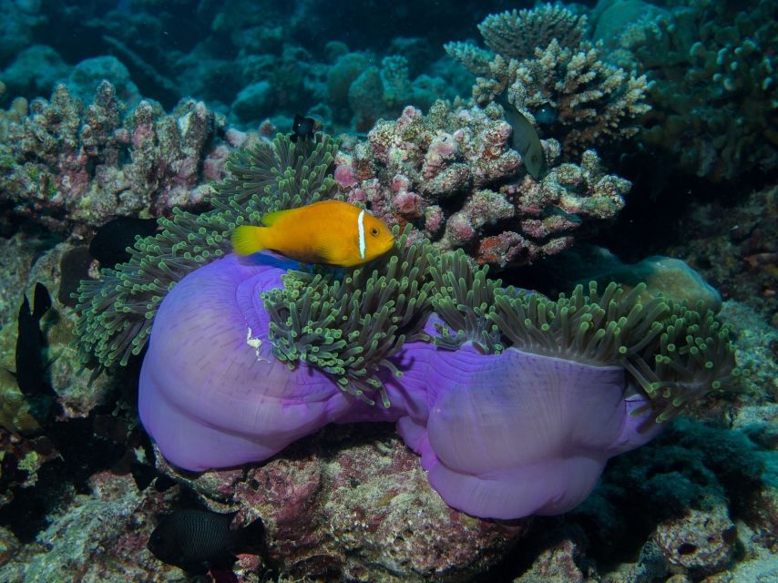 From Phi Phi: Private Full-Day Speed Boat Charter - Nui Bay, Monkey Beach, and Viking Cave